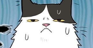 【ねこ漫画】猫は病院が苦手…「ホントはもっとかわいい!!」かばってしまうほど人相(猫相)が変わる猫【作者に聞く】