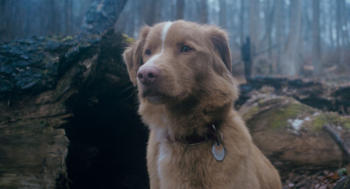 「犬にとってはラブストーリー」話題の犬目線ホラー『グッド・ボーイ』監督＆プロデューサーインタビュー