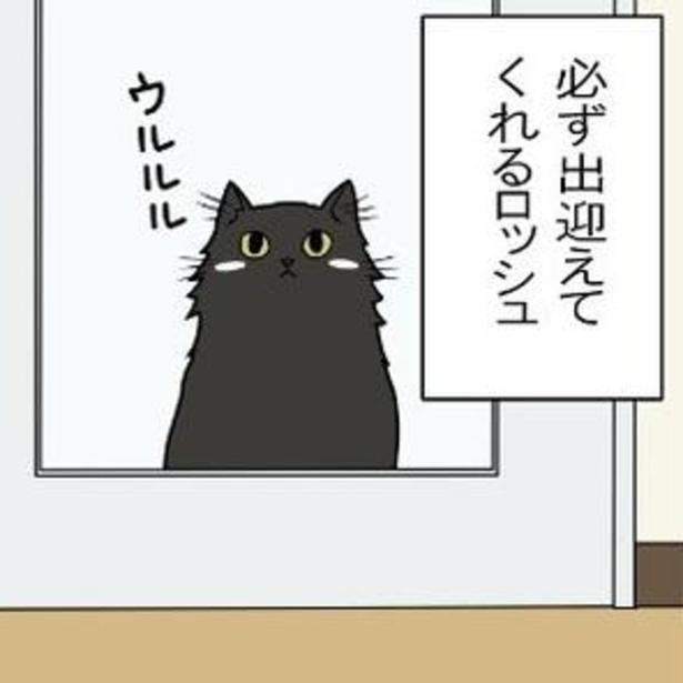 【黒猫の災難】「黒くてわからんのよ」暗闇に紛れる黒猫は踏まれがち＆閉じ込められがち&見落とされがち!?