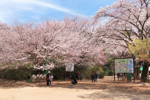 千葉県野田市の清水公園で「さくらまつり」2000本の桜、日没からアスレチック内の桜をライトアップも