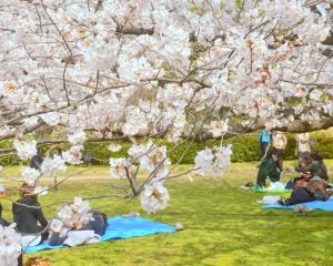 北海道の花見は雪中行軍なみの寒さだった…春だからって薄着は厳禁――仰天ニュース・お花見トップ3