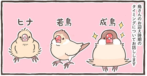 【小鳥のトリセツ】ヒナ、若鳥、成鳥。育てる難しさと醍醐味は、成長段階で全然違う！