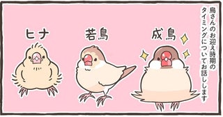 【小鳥のトリセツ】ヒナ、若鳥、成鳥。育てる難しさと醍醐味は、成長段階で全然違う！