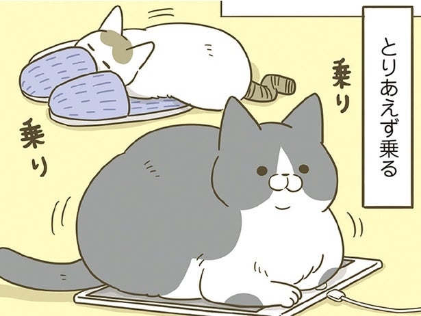 床に置いてあるものにとりあえず乗ってみる猫。今日は何に乗っているの？