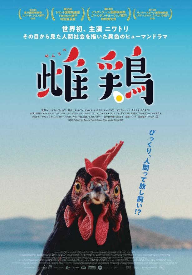 ニワトリの目線から人間社会を描く『雌鶏』9月公開決定！主演の黒い雌鶏を捉えたキービジュアルが解禁