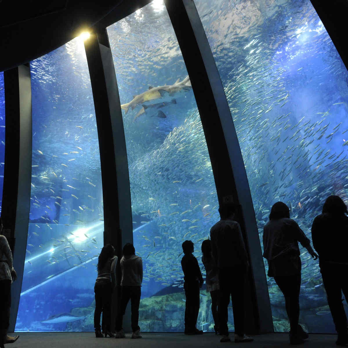 【水族館】日本最大級の水族館「横浜・八景島シーパラダイス」！アトラクションも楽しめる