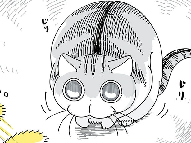 ギョロギョロ、ねりねり。猫じゃらしを前に、ネコより緊張しています