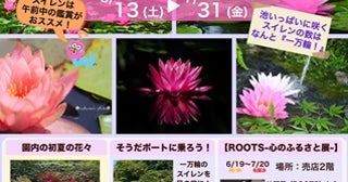 【福島県本宮市】「花と歴史の郷 蛇の鼻」で「スイレン祭り」開催中！「ROOTS－心のふるさと展－」も