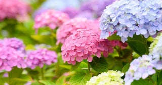 アジサイの花の色はなぜ変わる？色が変わるしくみとは