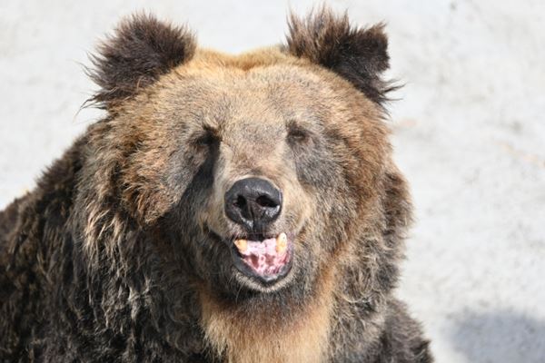 「協力する奴いないだろ」ヒグマ猟友会が駆除拒否報道で広がる同情の声「あんな理不尽な判決出されたら…」