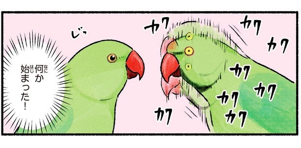 格好いい、のかな？ワカケホンセイインコのメスへのアピールダンス
