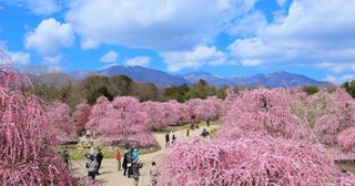 200本の梅の名木を見上げる三重・鈴鹿の森庭園が一般公開、夜間ライトアップも