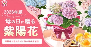 母の日ギフトに“紫陽花”が急浮上？カーネーション一強時代に変化の兆しか