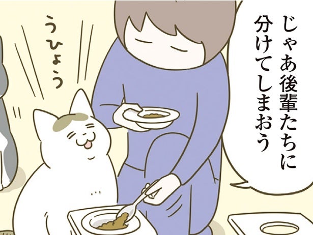 わがままな先輩猫がキャットフードを拒否！後輩猫に分け与えたら