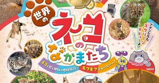 「ダーウィンが来た！」の映画化第6弾の主人公はネコ科動物たち！『劇場版ダーウィンが来た！世界のネコのなかまたち』公開決定