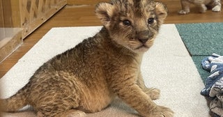 春の「富士サファリパーク」へ！ふれあい体験で動物たちの知らなかった姿に会える！GWはイベントや動物体験がいっぱい