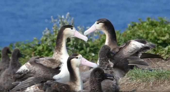 アホウドリ再発見から75年東京で海鳥の危機と保全について考える各種イベントを開催