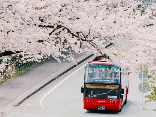 【星野リゾート】桜・食・温泉を満喫！360度の春景色で巡る、伊豆オープンバスツアーを開催