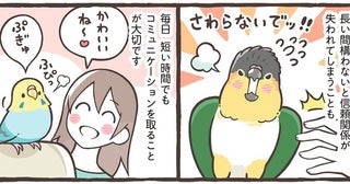 【小鳥のトリセツ】仲良くなるには信頼関係が大切。毎日短時間でもコミュニケーションを