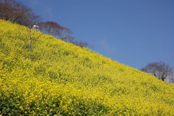 350万本の菜の花が見頃千葉県・マザー牧場に春到来