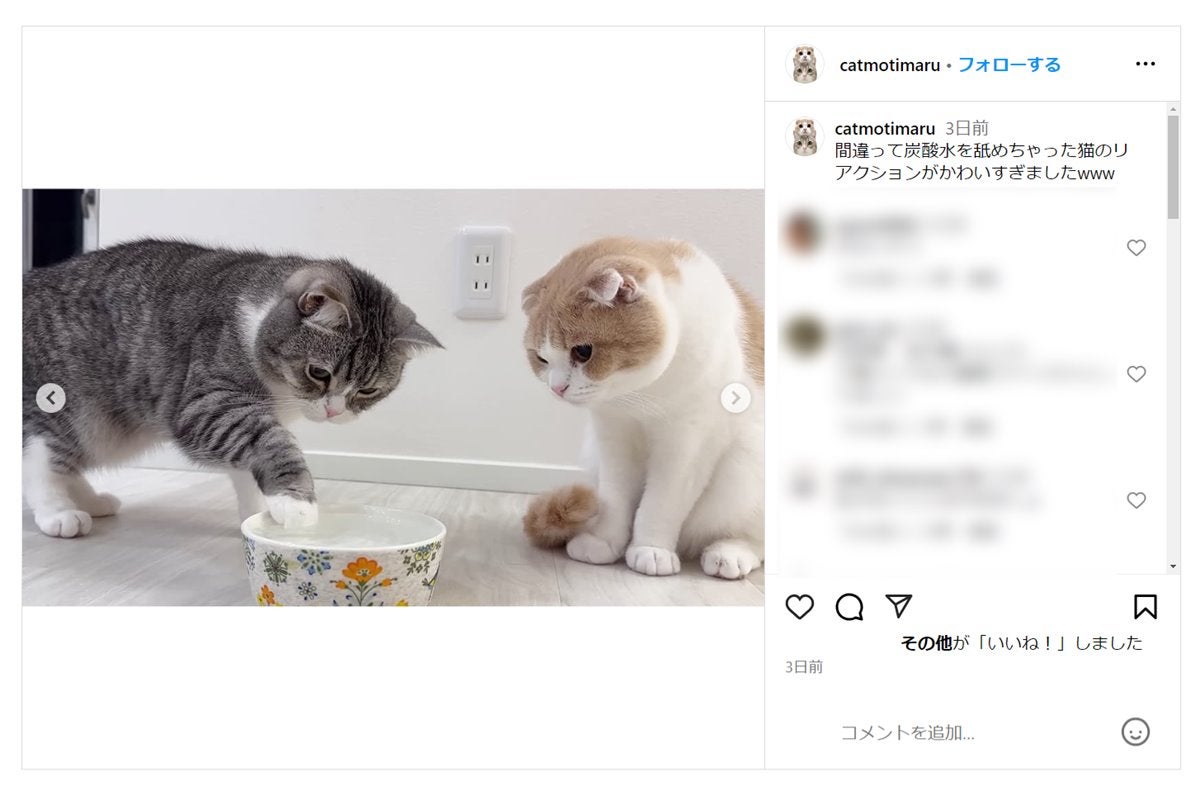 「本当クソ」猫に炭酸水与えた登録者200万人超えYouTuberに批判殺到…病気招く可能性も