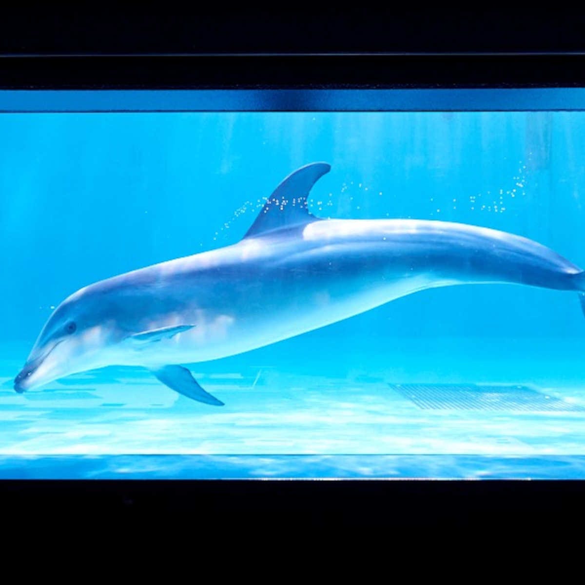【水族館】「しながわ水族館」で立地にちなんだ東京湾の生き物の展示や、目の前で見られるショーを楽しむ