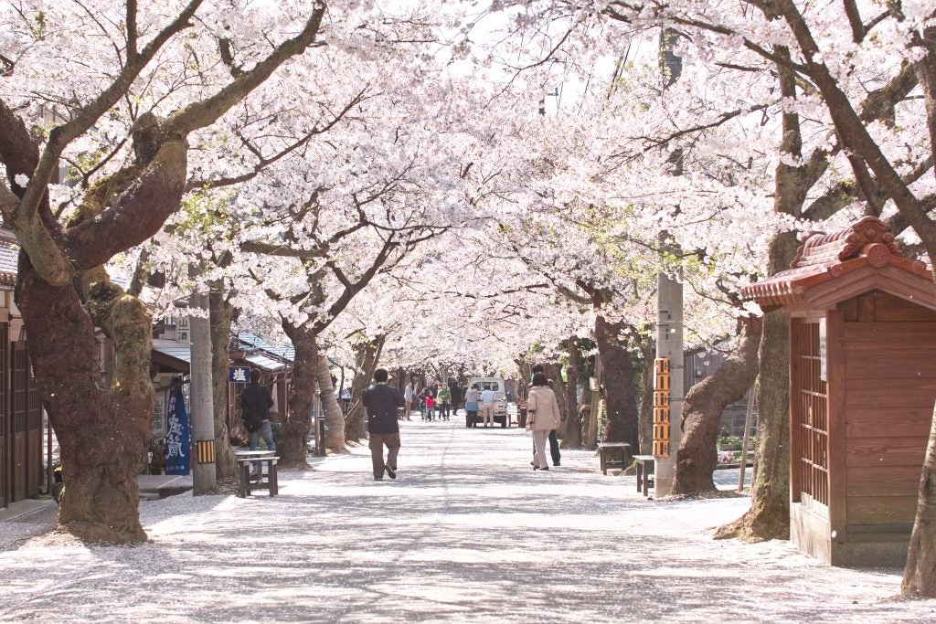 春の旅は桜を満喫宿場町を彩る桜並木を歩く