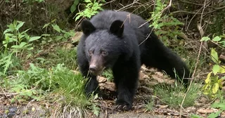 クマと闘う「警察スナイパー」が覚えるべき狙撃術とは？