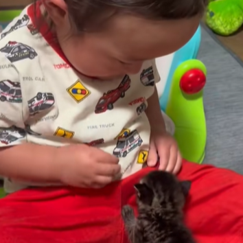 かわいすぎてやばい。子猫の扱い方がプロすぎる赤ちゃん現る‼「ここは天国か……?」
