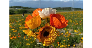 無料の“花摘み体験”が話題！愛知にある「観光農園 花ひろば」は、春のお花が見ごろでGWにもおすすめだよ