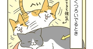 省エネ時の表情がめっちゃ怖い！ 他の子に絡まれたときの猫の対応は