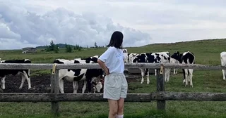 【長野】約300頭の牛が待っている！SNSで話題の「美ヶ原高原」は暑い夏にこそ行きたい絶景スポット