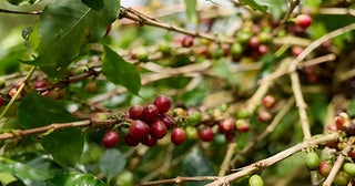 スターバックスのコーヒー生産地を訪ねて【前編】スマトラの豆ができるまで