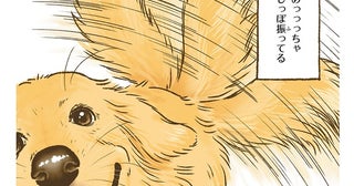 一応吠えるけどしっぽフリフリ。ゴールデンレトリバーの人懐っこさは神