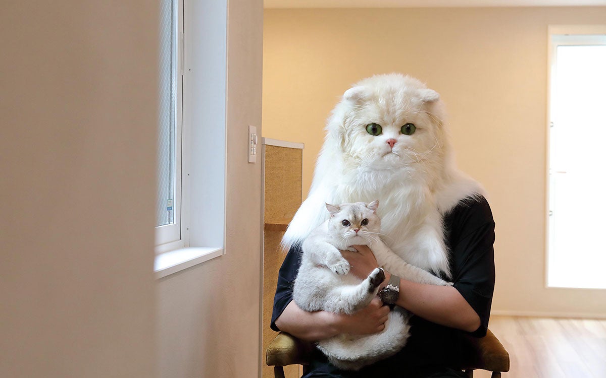 「猫を飼わない人は入居お断り」多頭飼い大歓迎！ 保護猫36匹を救った不動産屋の“究極の猫ファースト”家づくりが話題大阪「ねこ大家」