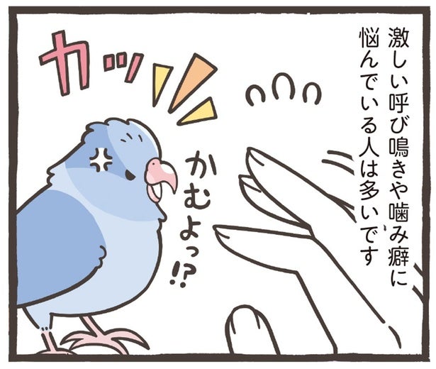 【小鳥のトリセツ】噛み癖や呼び鳴きに悩んだら。ABC分析で原因を探って対処しよう