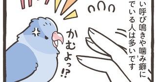 【小鳥のトリセツ】噛み癖や呼び鳴きに悩んだら。ABC分析で原因を探って対処しよう