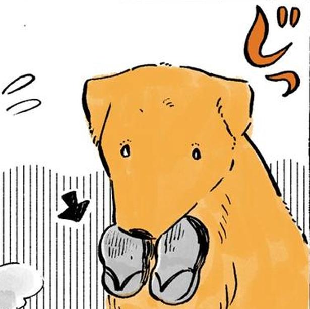 草履をくわえてスタンバイ！おばあちゃんとのお散歩が大好きなレトリバー