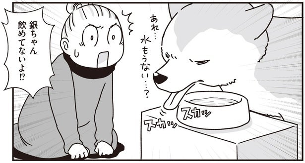 目が見えなくなってきて、水の場所がわからない！シニア犬に水を飲ませるには？