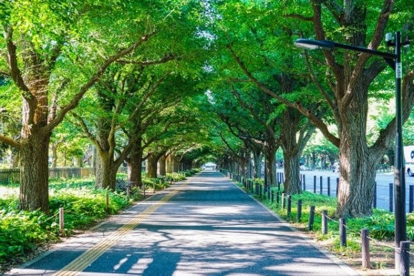 【春のおでかけ】明治神宮にお参りして運気UP！正しい参拝方法も解説