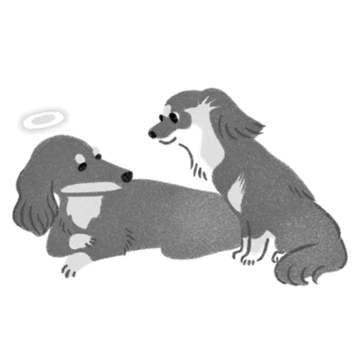 「生きる」ということを教えてくれた犬クリフと過ごした16年3カ月。/犬からの手紙が教えてくれたこと（2）