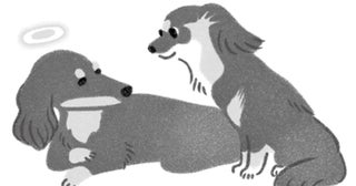 「生きる」ということを教えてくれた犬クリフと過ごした16年3カ月。/犬からの手紙が教えてくれたこと（2）