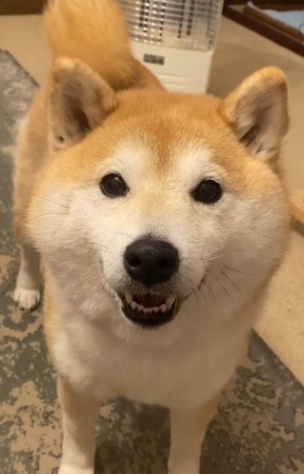 アヒルボートに乗って登場！？体幹最強の柴犬が温泉を満喫する姿に7.5万いいね