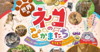 『劇場版ダーウィンが来た！』MISIA「ガムシャラ」を使用したSPムービー到着マヌルネコの赤ちゃん写真も