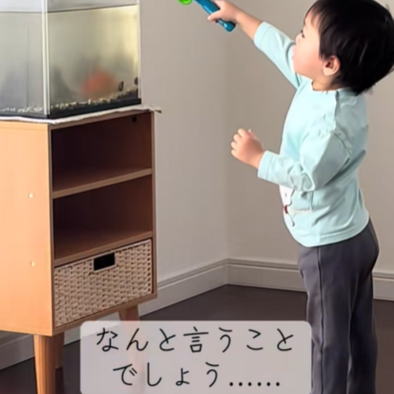 初めて金魚を見た3歳児、興奮してとった【まさかの行動】とは？ 家主も許した「ピュアな犯行」にほっこり