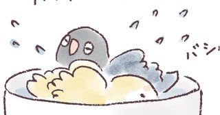 週1回のお風呂タイム。入り方にもそれぞれの性格がでるようで…？／うちのインコたちは今日もおしゃべり（22）