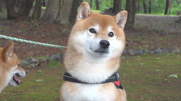 柴犬はちくん、雨の合間に出かけたら、“犬猿の仲”のヤツらがいて散歩中断!?