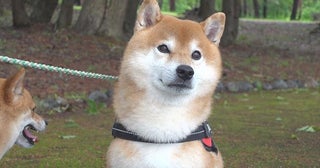 柴犬はちくん、雨の合間に出かけたら、“犬猿の仲”のヤツらがいて散歩中断!?