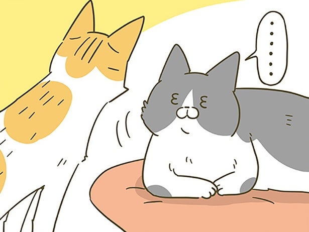 絡んでくる後輩猫にお帰りいただきたい先輩猫。一番効く対応は？