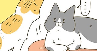 絡んでくる後輩猫にお帰りいただきたい先輩猫。一番効く対応は？
